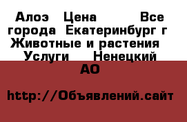 Алоэ › Цена ­ 150 - Все города, Екатеринбург г. Животные и растения » Услуги   . Ненецкий АО